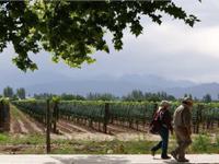 Paseo en viñedos de Mendoza